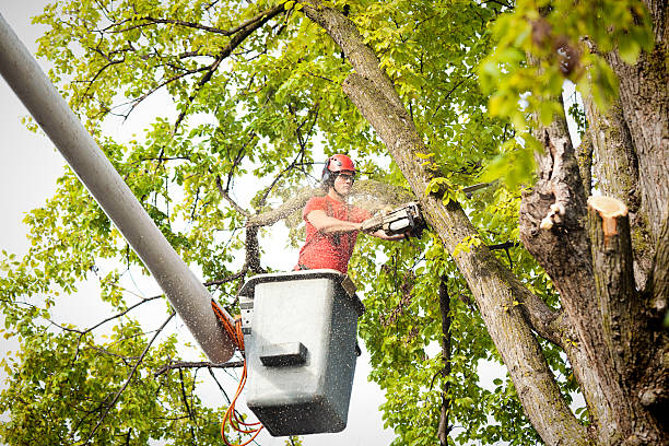 Best Local Tree Services  in Fairfax, SC